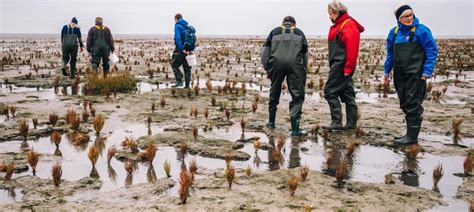 slsafari esbjerg|Østerssafari ved Vadehavet 